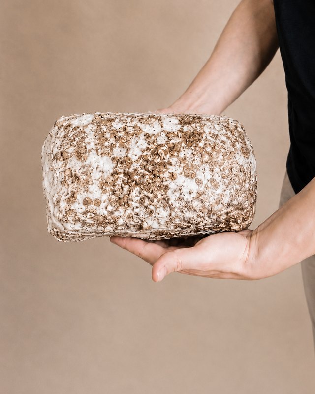 Sterile shiitake substrate block in maturation
